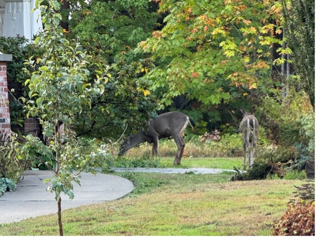 Two deer eating plants on Cascadia College campus