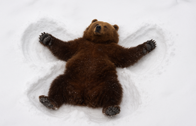 Kodiak bear making snow angel