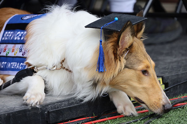 service dog wearing graduation cap