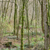 Cascadia College wetlands