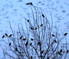 image of sky and trees full of crows
